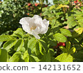 White Wild Rose Flower in Sunlight with Green Leaves and Red Rose Hips 142131652