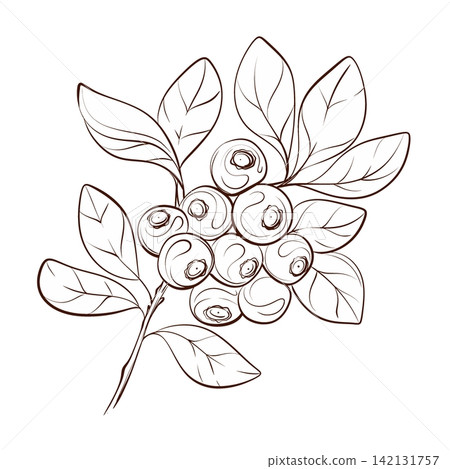 Blueberry branch with young berries botanical vector pen drawing, graceful contour illustration for organic packaging, branding, labels and healthy food products Blueberry branch with young berries botanical vector pen drawing, graceful contour illustration for organic packaging, branding, labels and healthy food products 142131757