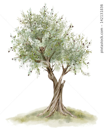 Olive tree watercolor illustration with silvery green foliage and ripe fruits isolated on background. Mediterranean botanical clipart for orchard, garden, harvest, agriculture and landscape designs. Olive tree watercolor illustration with silvery green foliage and ripe fruits isolated on background. Mediterranean botanical clipart for orchard, garden, harvest, agriculture and landscape designs. 142131836