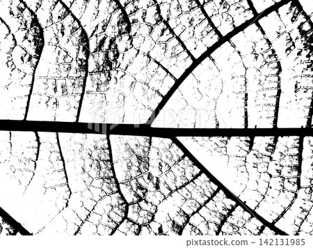 Macro leaf skeleton texture with bold veins and cellular network detail Macro leaf skeleton texture with bold veins and cellular network detail 142131985