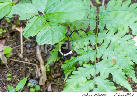 一隻螢火蟲蛾停在一片綠色的蕨類植物葉子上。 一隻螢火蟲蛾停在一片綠色的蕨類植物葉子上。 142132049