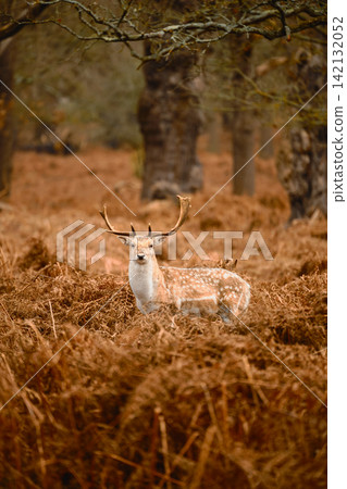 Fallow Deer Stag in Richmond Woodland Fallow Deer Stag in Richmond Woodland 142132052
