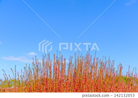 A clear blue sky and a cluster of kochia plants with their leaves turning red. A clear blue sky and a cluster of kochia plants with their leaves turning red. 142132053