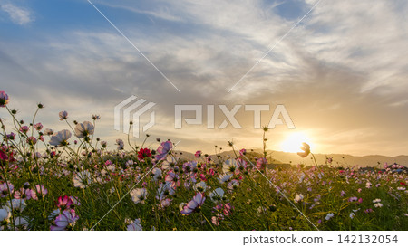 A field of cosmos flowers bathed in the twilight light, overlooking the vast autumn sky. A field of cosmos flowers bathed in the twilight light, overlooking the vast autumn sky. 142132054