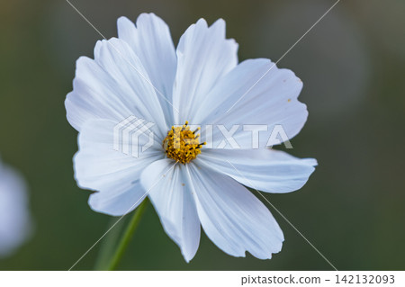 A single cosmos flower blooms, its white petals spread wide. A single cosmos flower blooms, its white petals spread wide. 142132093