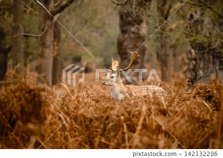 Side Profile of Fallow Deer Stag in Richmond Park Side Profile of Fallow Deer Stag in Richmond Park 142132286
