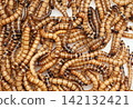 Zophobas morio or Tenebrio atratus  known by the common name superworm, kingworm or barley worm. 142132421