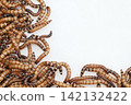 Zophobas morio or Tenebrio atratus  known by the common name superworm, kingworm or barley worm. 142132422