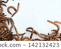Zophobas morio or Tenebrio atratus  known by the common name superworm, kingworm or barley worm. 142132423