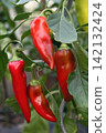 Red peppers cultivated in a garden  greenhouse. 142132424