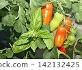 Ripenig tomatoes San Marzano cultivated in a garden  greenhouse. 142132425