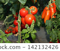 Tasty red ripe tomatoes cultivated in a garden  greenhouse. 142132426
