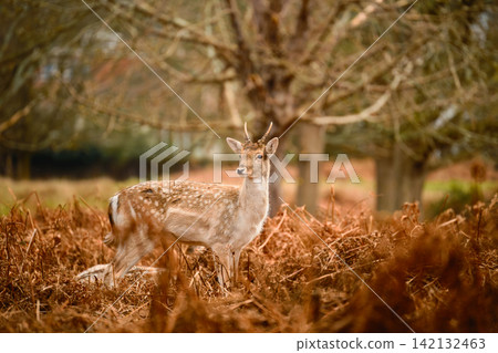Fallow Deer Buck Standing Among Woodland Bracken Fallow Deer Buck Standing Among Woodland Bracken 142132463