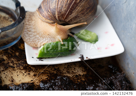 Big snail achatina pet. Animal at home. Eating cucumber veggies food Big snail achatina pet. Animal at home. Eating cucumber veggies food 142132476