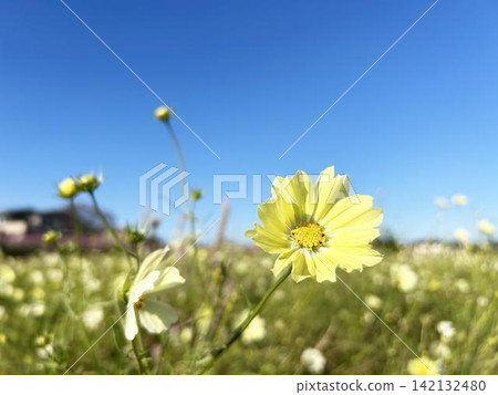 Yellow cosmos flowers bathed in sunlight against a blue sky Yellow cosmos flowers bathed in sunlight against a blue sky 142132480