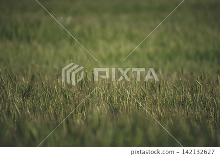 Beautiful warm-toned agricultural background of a ripe wheat field in august. Selective focus layout with dark green and brown earthy tones, late summer mood and copy space Beautiful warm-toned agricultural background of a ripe wheat field in august. Selective focus layout with dark green and brown earthy tones, late summer mood and copy space 142132627