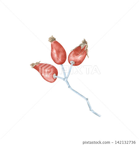 Rose hip branch with red berries watercolor isolated illustration. Hand drawn botanical autumn cliprt for seasonal design, tea packaging, healing herbs and greeting cards. Detailed drawing. Rose hip branch with red berries watercolor isolated illustration. Hand drawn botanical autumn cliprt for seasonal design, tea packaging, healing herbs and greeting cards. Detailed drawing. 142132736