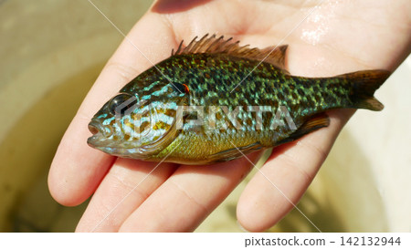 Pumpkinseed Lepomis gibbosus invasive fish species expansive sunfish common pond panfish perch punkie Centrarchidae edible small colorful fish lying holding hand palm deep bodied, freshwater fish Pumpkinseed Lepomis gibbosus invasive fish species expansive sunfish common pond panfish perch punkie Centrarchidae edible small colorful fish lying holding hand palm deep bodied, freshwater fish 142132944