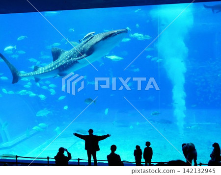 沖繩美麗海水族館 - 鯨鯊池 沖繩美麗海水族館 - 鯨鯊池 142132945