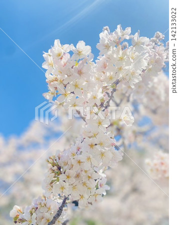 閃耀在藍天的櫻花 閃耀在藍天的櫻花 142133022