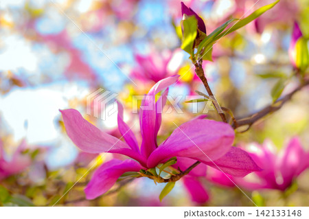 cute color of magnolia in spring. macro. spring background. space for text cute color of magnolia in spring. macro. spring background. space for text 142133148