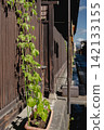 Climbing plants in planters growing up a wooden wall 142133155