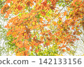 Vibrant orange maple leaves translucent in the backlight 142133156
