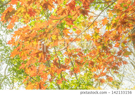 Vibrant orange maple leaves translucent in the backlight Vibrant orange maple leaves translucent in the backlight 142133156