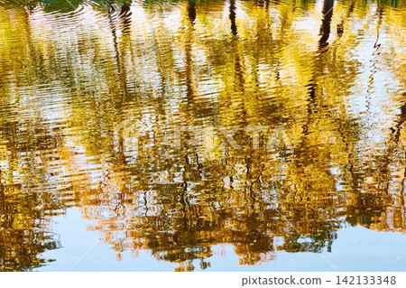 magic reflection of yellow trees in the Karpiev pond in the Summer Garden in clear autumn sunny day, an incredible reflection of yellow leaves on the surface of the water, Russia, Saint Petersburg 142133348