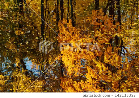 magic reflection of yellow trees in the Karpiev pond in the Summer Garden in clear autumn sunny day, an incredible reflection of yellow leaves on the surface of the water, Russia, Saint Petersburg 142133352