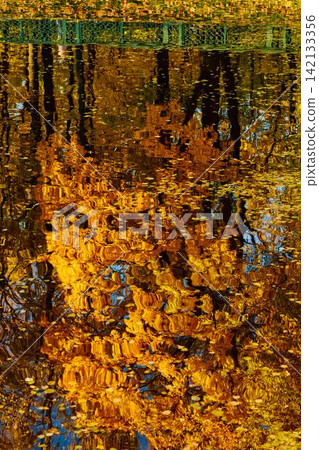 magic reflection of yellow trees in the Karpiev pond in the Summer Garden in clear autumn sunny day, an incredible reflection of yellow leaves on the surface of the water, Russia, Saint Petersburg magic reflection of yellow trees in the Karpiev pond in the Summer Garden in clear autumn sunny day, an incredible reflection of yellow leaves on the surface of the water, Russia, Saint Petersburg 142133356