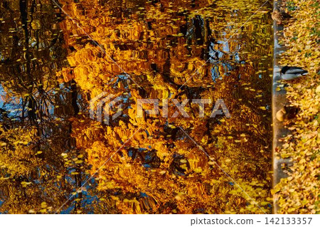Drake duck washes in the Karpiev pond in the Summer Garden in clear autumn sunny day, an incredible reflection of yellow leaves on the surface of the water, Russia, Saint Petersburg Drake duck washes in the Karpiev pond in the Summer Garden in clear autumn sunny day, an incredible reflection of yellow leaves on the surface of the water, Russia, Saint Petersburg 142133357
