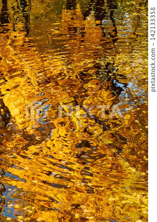 magic reflection of yellow trees in the Karpiev pond in the Summer Garden in clear autumn sunny day, an incredible reflection of yellow leaves on the surface of the water, Russia, Saint Petersburg magic reflection of yellow trees in the Karpiev pond in the Summer Garden in clear autumn sunny day, an incredible reflection of yellow leaves on the surface of the water, Russia, Saint Petersburg 142133358