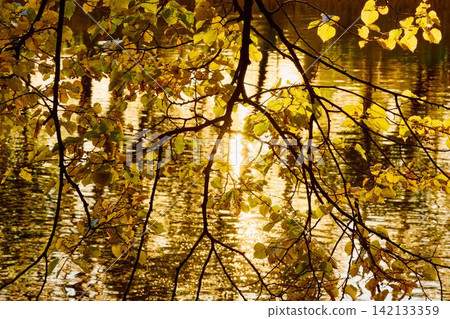 magic reflection of yellow trees in the Karpiev pond in the Summer Garden in clear autumn sunny day, an incredible reflection of yellow leaves on the surface of the water, Russia, Saint Petersburg magic reflection of yellow trees in the Karpiev pond in the Summer Garden in clear autumn sunny day, an incredible reflection of yellow leaves on the surface of the water, Russia, Saint Petersburg 142133359