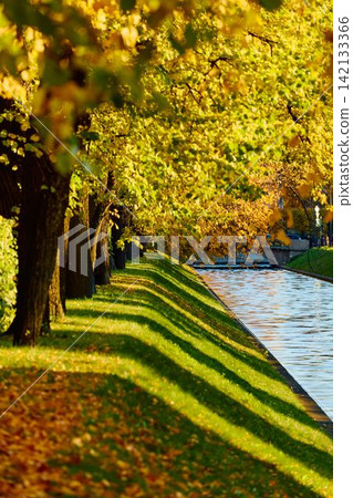 Lebyazhya kanavka embankment to the engineering palace, Trees with yellow leaves of the Summer garden in sunny autumn evening, Russia, Saint Petersburg Lebyazhya kanavka embankment to the engineering palace, Trees with yellow leaves of the Summer garden in sunny autumn evening, Russia, Saint Petersburg 142133366