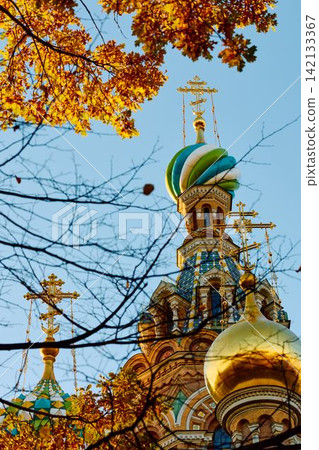 The golden domes of the cathedral were Saved on Blood through yellow foliage and the wrought-iron gates of the Mikhailovsky Garden on a sunny autumn evening 142133367