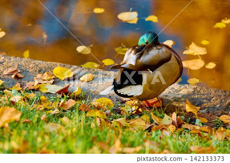 Drake duck washes in the Karpiev pond in the Summer Garden in clear autumn sunny day, an incredible reflection of yellow leaves on the surface of the water, Russia, Saint Petersburg Drake duck washes in the Karpiev pond in the Summer Garden in clear autumn sunny day, an incredible reflection of yellow leaves on the surface of the water, Russia, Saint Petersburg 142133373