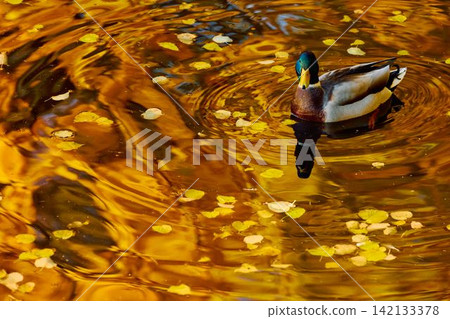 Drake duck washes in the Karpiev pond in the Summer Garden in clear autumn sunny day, an incredible reflection of yellow leaves on the surface of the water, Russia, Saint Petersburg Drake duck washes in the Karpiev pond in the Summer Garden in clear autumn sunny day, an incredible reflection of yellow leaves on the surface of the water, Russia, Saint Petersburg 142133378