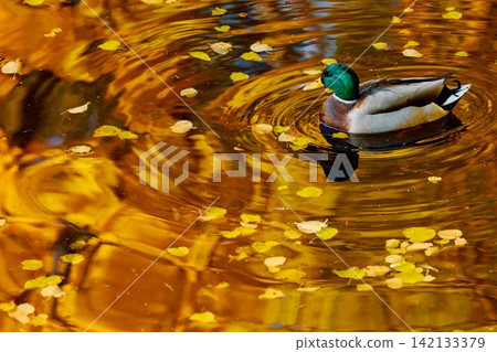 Drake duck washes in the Karpiev pond in the Summer Garden in clear autumn sunny day, an incredible reflection of yellow leaves on the surface of the water, Russia, Saint Petersburg Drake duck washes in the Karpiev pond in the Summer Garden in clear autumn sunny day, an incredible reflection of yellow leaves on the surface of the water, Russia, Saint Petersburg 142133379