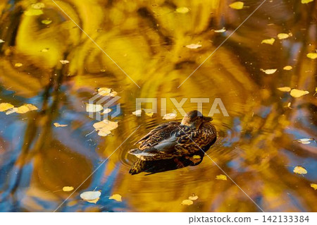 Drake duck washes in the Karpiev pond in the Summer Garden in clear autumn sunny day, an incredible reflection of yellow leaves on the surface of the water, Russia, Saint Petersburg 142133384