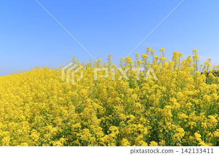 A field of vibrant yellow rapeseed flowers against a blue sky (on the banks of the Shin-Egai River in Miyagi Prefecture) A field of vibrant yellow rapeseed flowers against a blue sky (on the banks of the Shin-Egai River in Miyagi Prefecture) 142133411