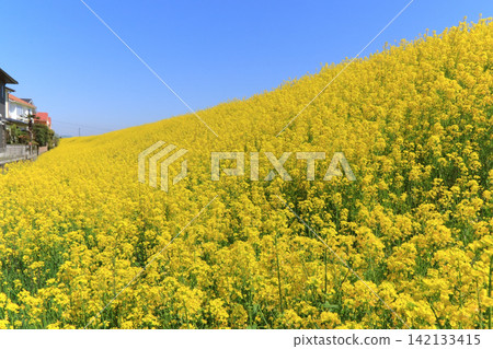 A field of rapeseed flowers along the Shin-Egai River embankment (Osaki City, Miyagi Prefecture) A field of rapeseed flowers along the Shin-Egai River embankment (Osaki City, Miyagi Prefecture) 142133415