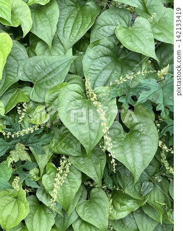 薯蕷(Dioscorea tokoro),一種沿著籬笆生長的攀緣植物。 薯蕷(Dioscorea tokoro),一種沿著籬笆生長的攀緣植物。 142133419