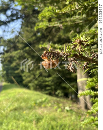 Cicada exoskeletons can be seen everywhere on street corners during the summer. Cicada exoskeletons can be seen everywhere on street corners during the summer. 142133457