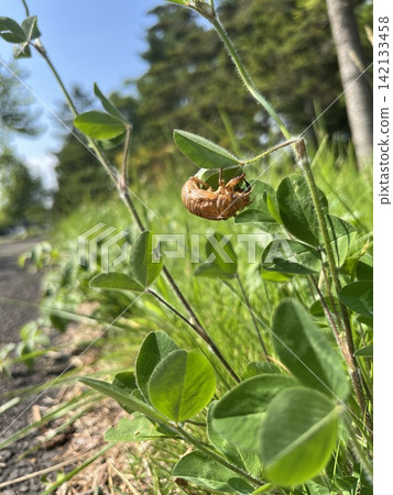 Cicada exoskeletons can be seen everywhere on street corners during the summer. Cicada exoskeletons can be seen everywhere on street corners during the summer. 142133458