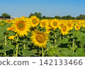 Blooming Sunflowers in Agricultural Field on Sunny Summer Day. Yellow sunflowers fill agricultural field, blue sky. Vibrant sunflower crop, bright rural landscape, farming, nature, seasonal crop 142133466