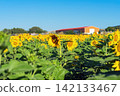 Sunflower Field on Sunny Summer Day with Rural Farm Building. Bright sunflower field growing under clear blue sky, sunny summer day, farm building in background. Agricultural landscape, copy space 142133467