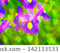 鳶尾花 142133533