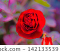 一朵紅玫瑰 142133539