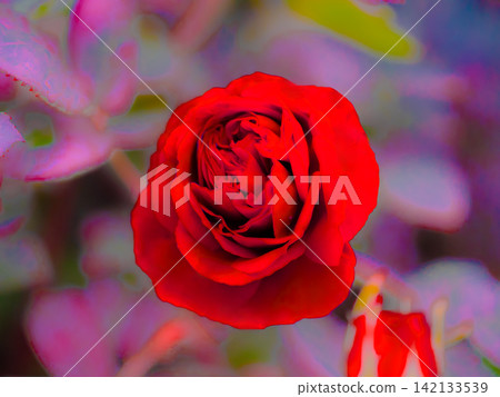 一朵紅玫瑰 142133539